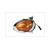 RAW-BOL GLAS KYMCO PEOPLE 99 L.V. CE